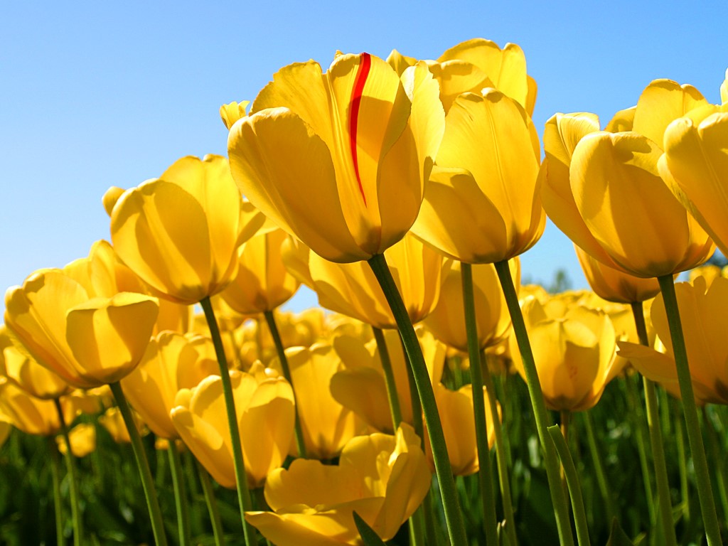 Spring Clean Up at Titus Sparrow Park Claremont Neighborhood Association